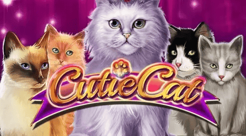 Cutie Cat Slot – Demo & Review slot cover image